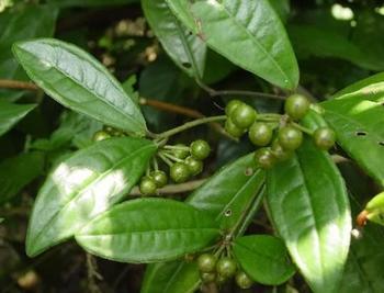 矮地茶原植物