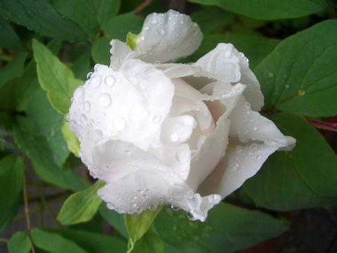 白芍藥原植物