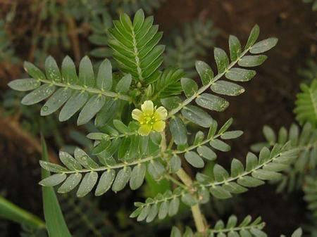 刺蒺藜原植物