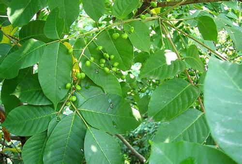 干漆原植物-漆樹(shù)·葉