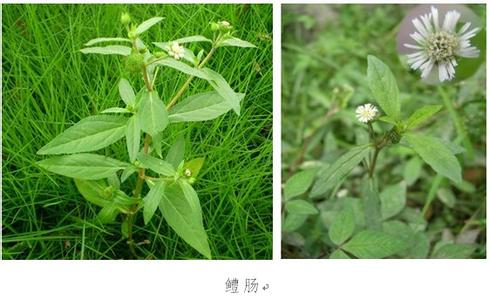 墨旱蓮原植物