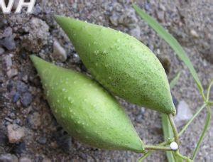 天漿殼原生態(tài)