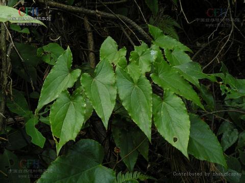 淫羊藿原植物