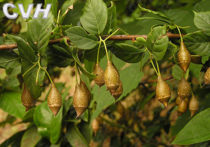 安息香原植物