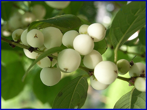 白飯樹(shù)植物