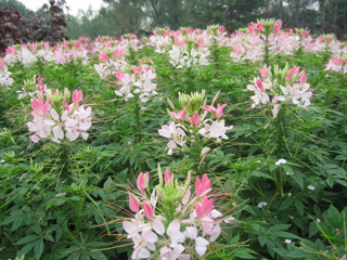 白花菜原生態(tài)