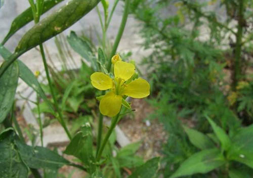 白芥原生態(tài)