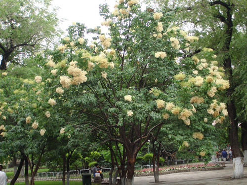 暴馬子原生態(tài)