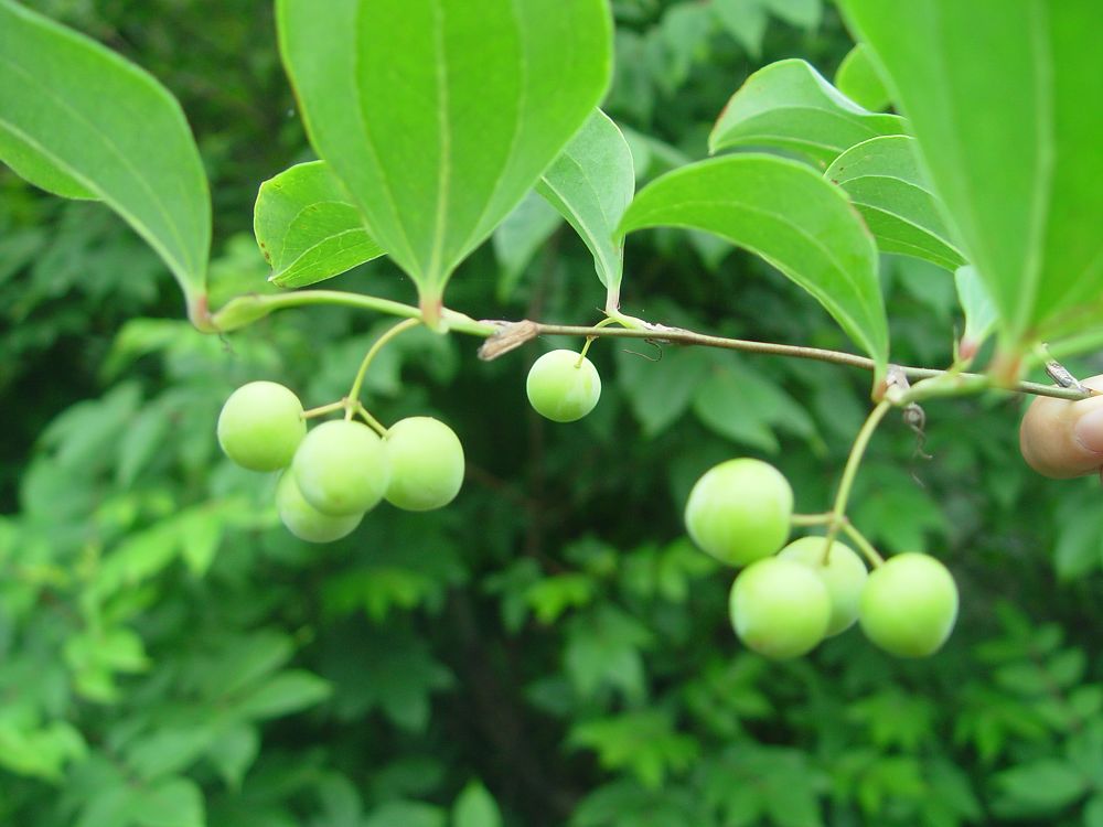 菝葜原植物