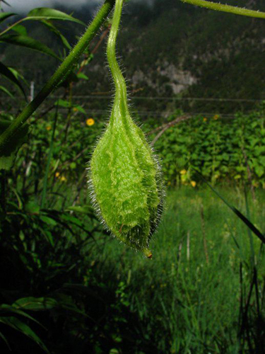 波棱瓜原植物