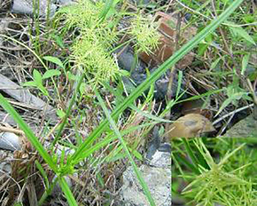 草香附原形態(tài)