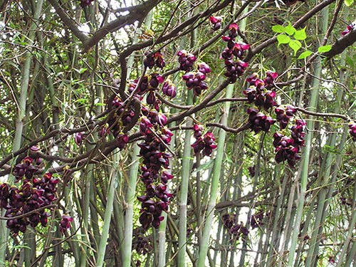 常春油麻藤原態(tài)