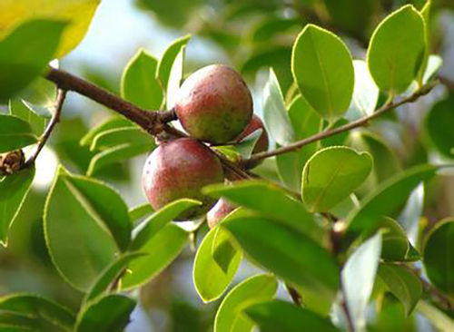 茶子原生態(tài)