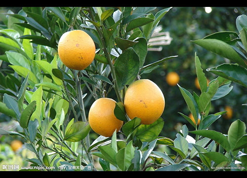 橙葉原植物