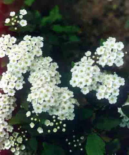 小葉珍珠花原植物