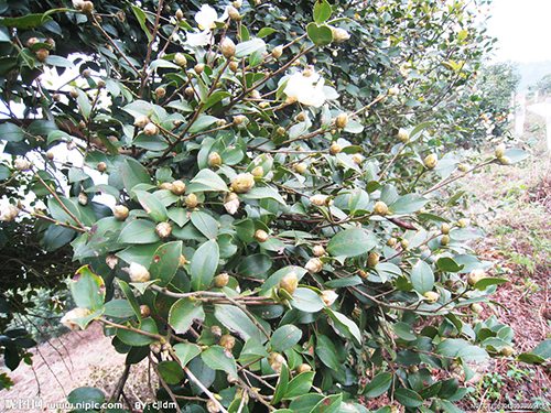 油茶花原生態(tài)