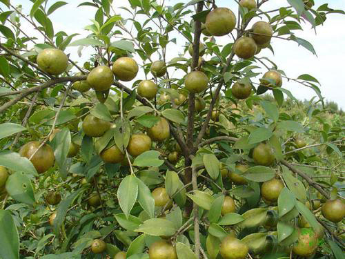 油茶樹(shù)原生態(tài)