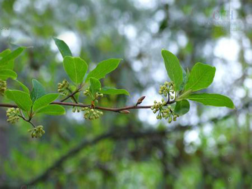 樟樹(shù)根