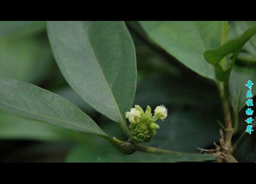 植物-百眼藤