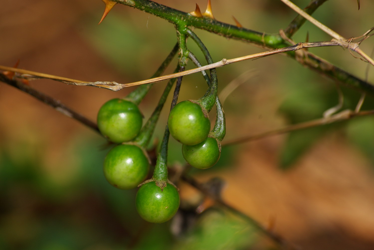 紫花茄根