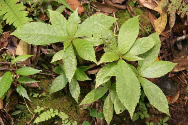 紫花茄原生態(tài)